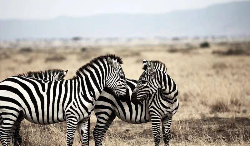 澳門一碼一肖一待一中四不像——揭開神秘面紗下的真相，澳門神秘事件揭秘，一碼一肖一待一中四不像真相探索