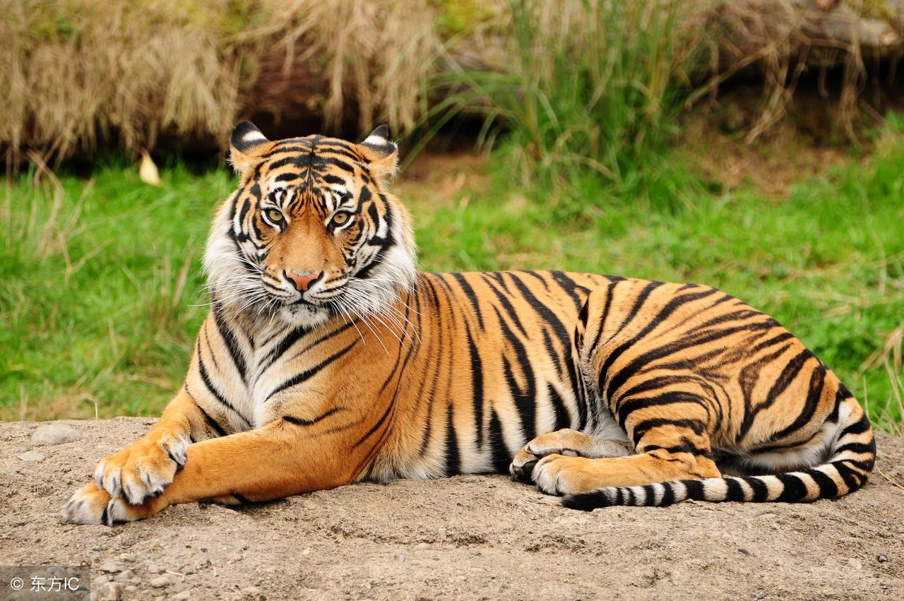 仍是王中王，揭秘生肖奧秘——探尋王中王打一肖背后的故事，揭秘生肖奧秘，探尋王中王背后的故事——生肖運勢解析之王者歸來