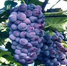 葡萄京王中王一肖，探索關(guān)鍵詞背后的故事，葡萄京王中王一肖，揭秘關(guān)鍵詞背后的傳奇故事