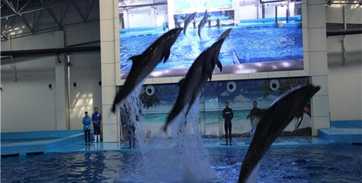 合肥海洋館門票價格詳解，合肥海洋館門票價格全面解析
