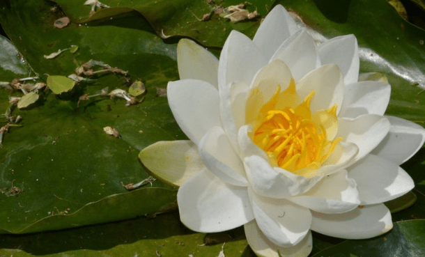 王中王493333www中特馬今晚開獎(jiǎng)——探索彩票背后的秘密與策略，彩票背后的秘密與策略探索，王中王493333中特馬今晚開獎(jiǎng)揭秘