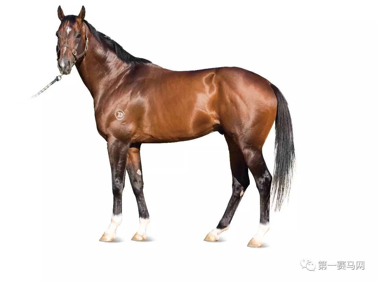 王中王資料一肖中馬，深度解析與SEO優(yōu)化策略，王中王資料一肖中馬深度解析與SEO優(yōu)化策略探討