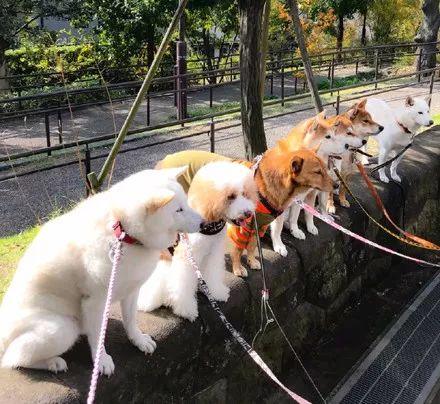 澳門(mén)一碼一肖一待一中四不像——揭開(kāi)神秘面紗下的真相，澳門(mén)神秘事件揭秘，一碼一肖一待一中四不像真相探索