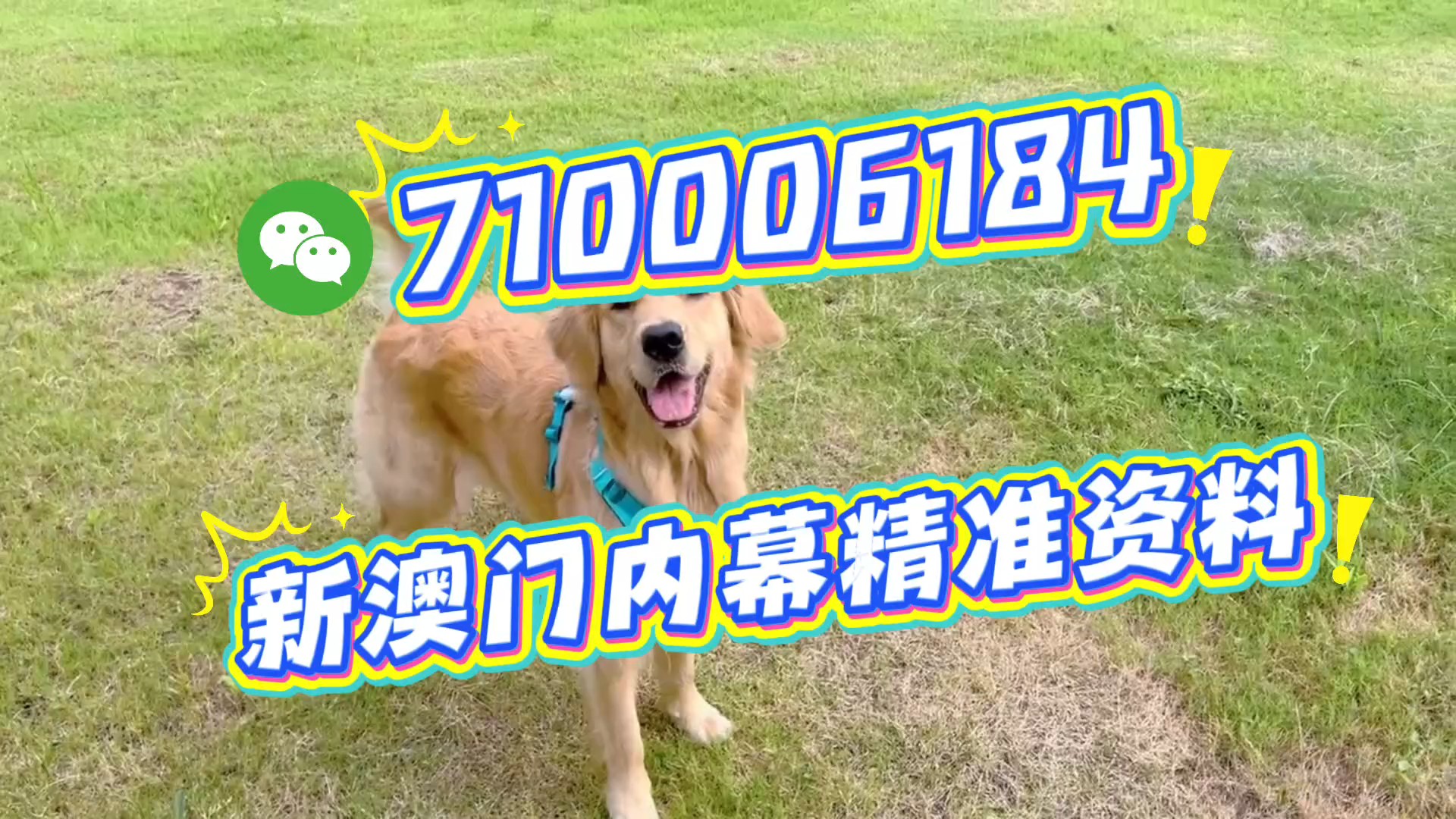 澳門一肖一碼期期準(zhǔn)，揭秘精準(zhǔn)預(yù)測的秘密，澳門精準(zhǔn)預(yù)測一肖一碼揭秘，期期準(zhǔn)確的秘密探究