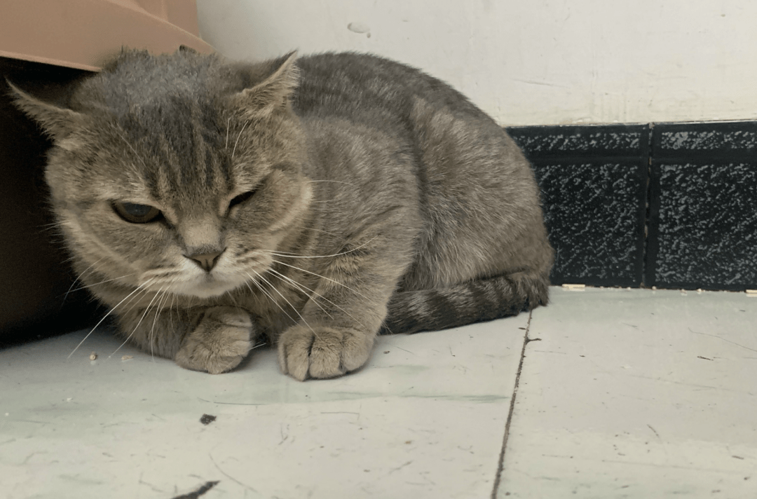 澳門一碼一肖一待一中四不像——揭開神秘面紗下的真相，澳門神秘事件揭秘，一碼一肖一待一中四不像真相探索