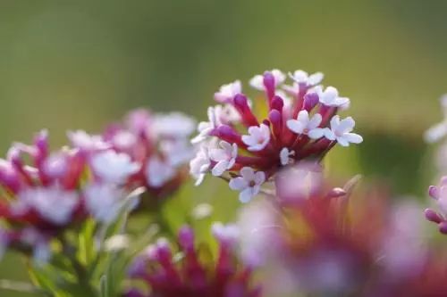 致癌花卉第一名，警惕身邊的健康隱患，致癌花卉第一名，身邊的健康隱患需警惕