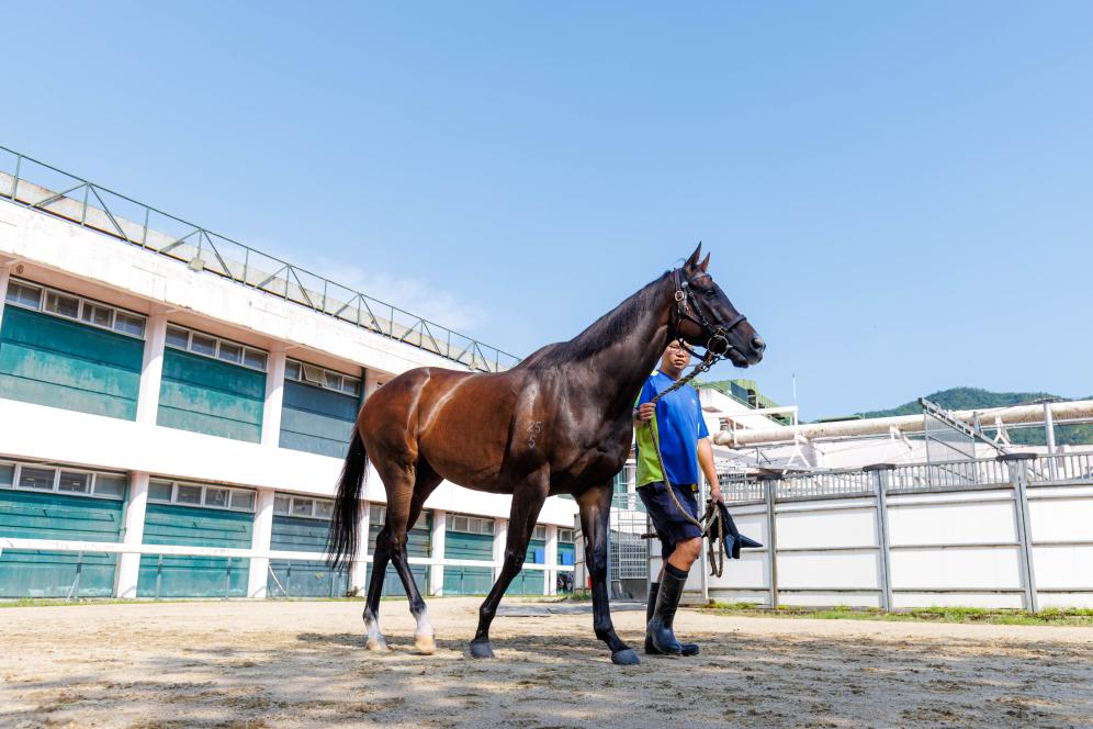 香港賽馬，77777與88888的激情碰撞，香港賽馬盛宴，激情碰撞的77777與88888對(duì)決