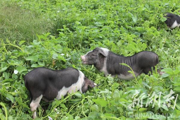 花豬王中王平特一肖，深度解析與SEO優(yōu)化策略，花豬王中王平特一肖，深度解析及SEO優(yōu)化策略探討