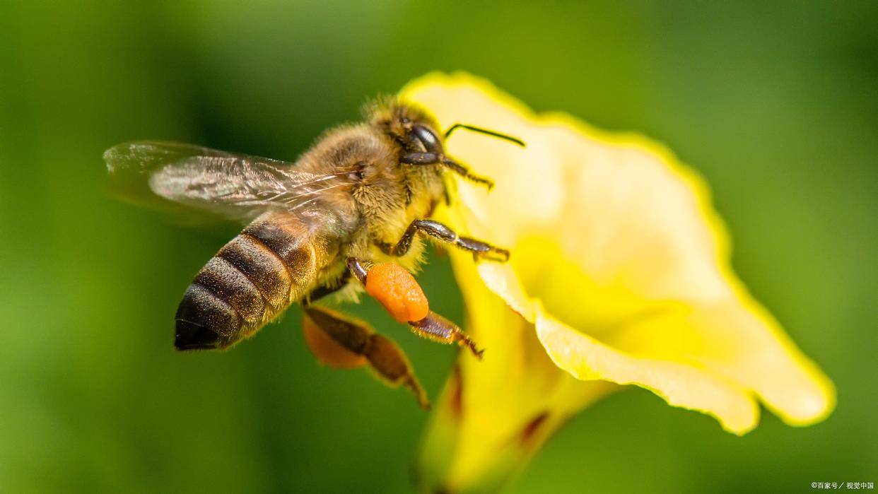 舔舐花蜜，自然之美的獨(dú)特體驗(yàn)與探索，自然之美，探索與體驗(yàn)舔舐花蜜的獨(dú)特之旅