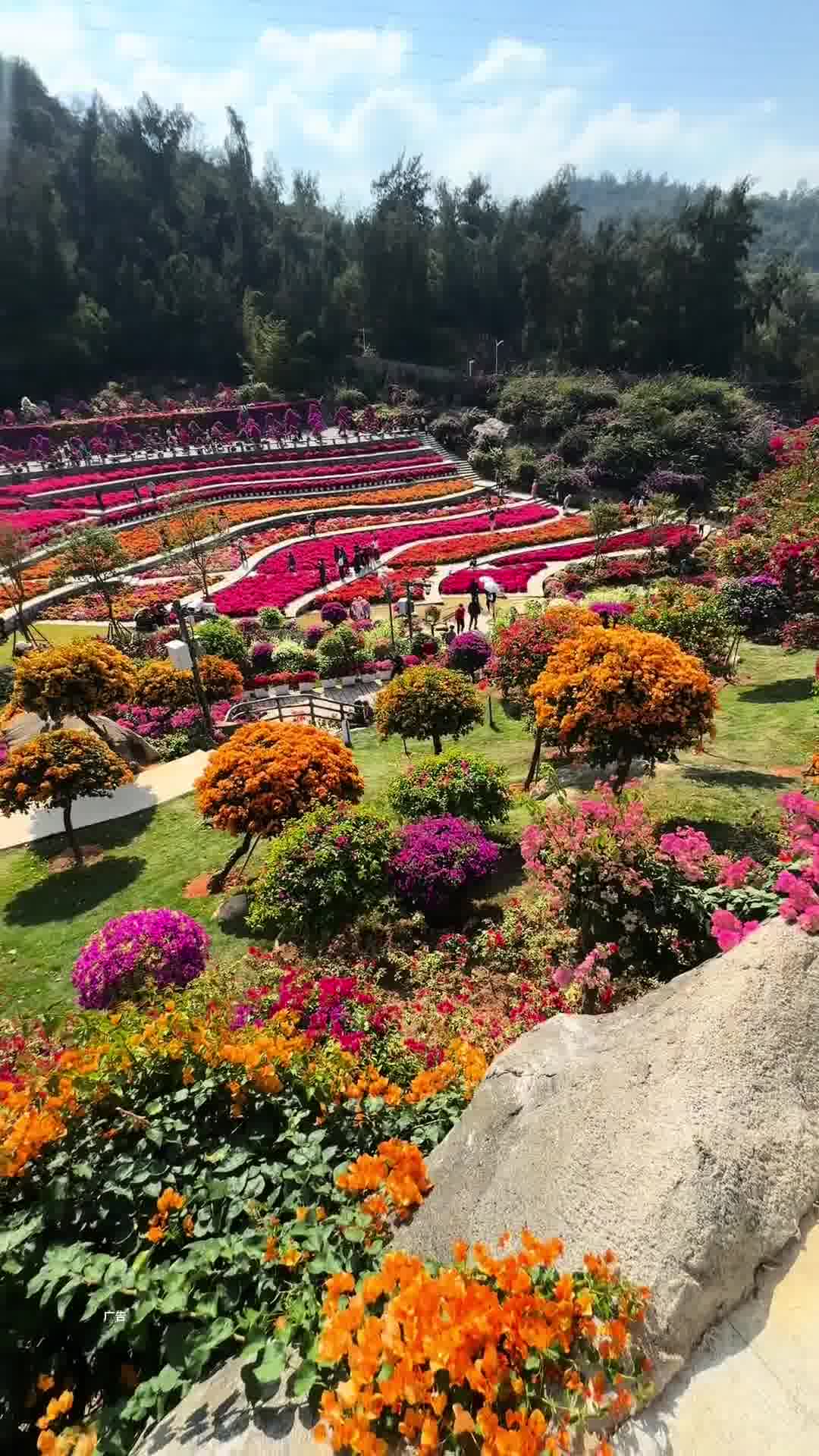 廈門植物園，自然之美的展示窗口，廈門植物園，自然之美的璀璨展示窗口